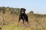 ROTTWEILER 153